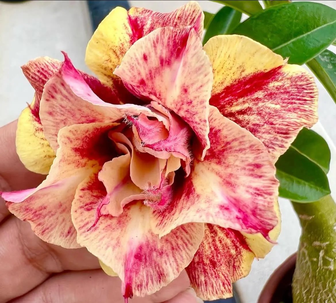 🌵🌹 Dive into Desert Beauty: Desert Rose Seeds for Your Tranquil Haven!-Various Colors🌱Long Flowering Period 🏜️🌺