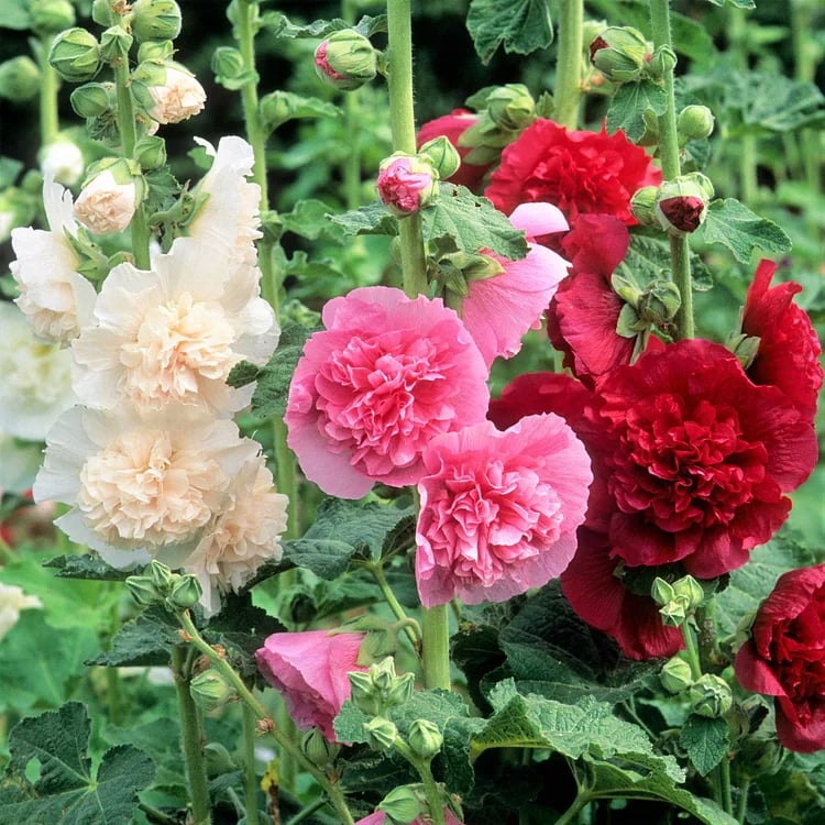 💐Double-flowered Hollyhock Seeds