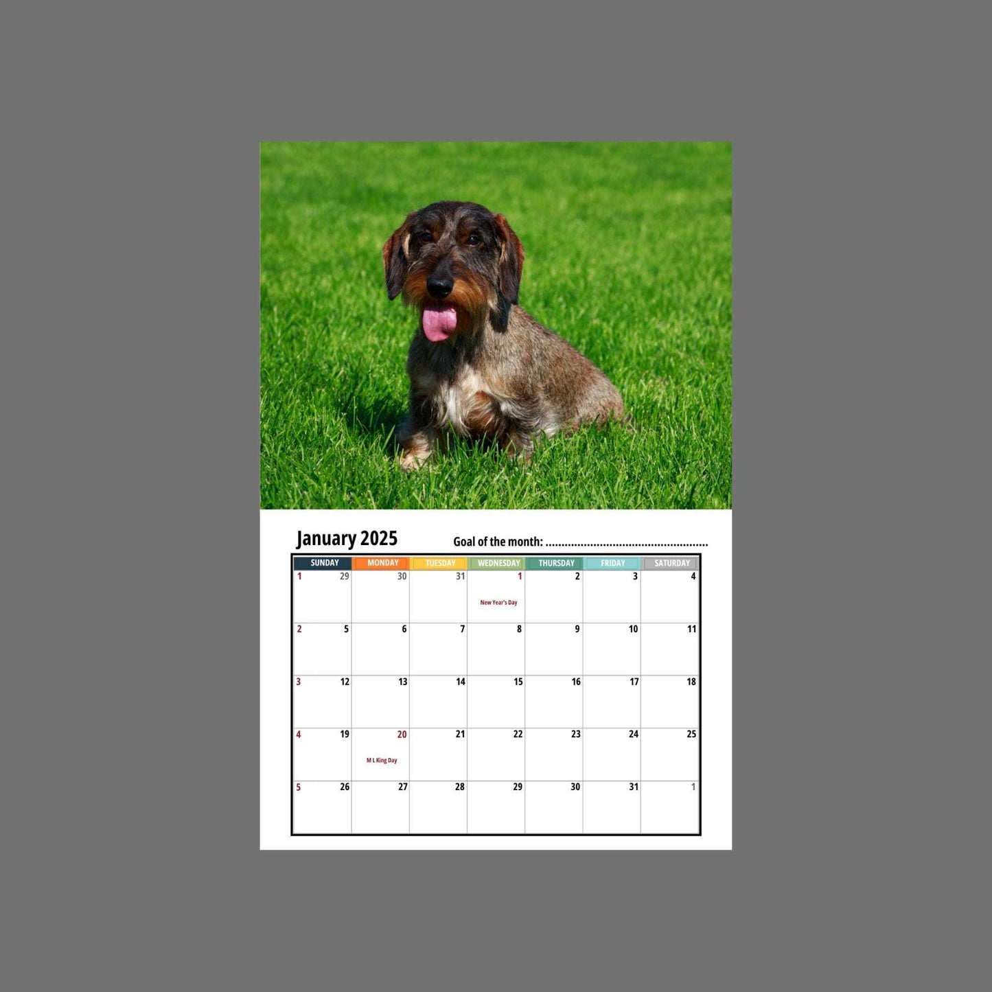 🦴🐶2025 Dachshund Wall Calendar