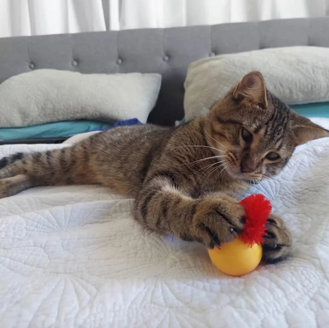 2023 Hot Saleš„Typared Jiggle Ball for Cat