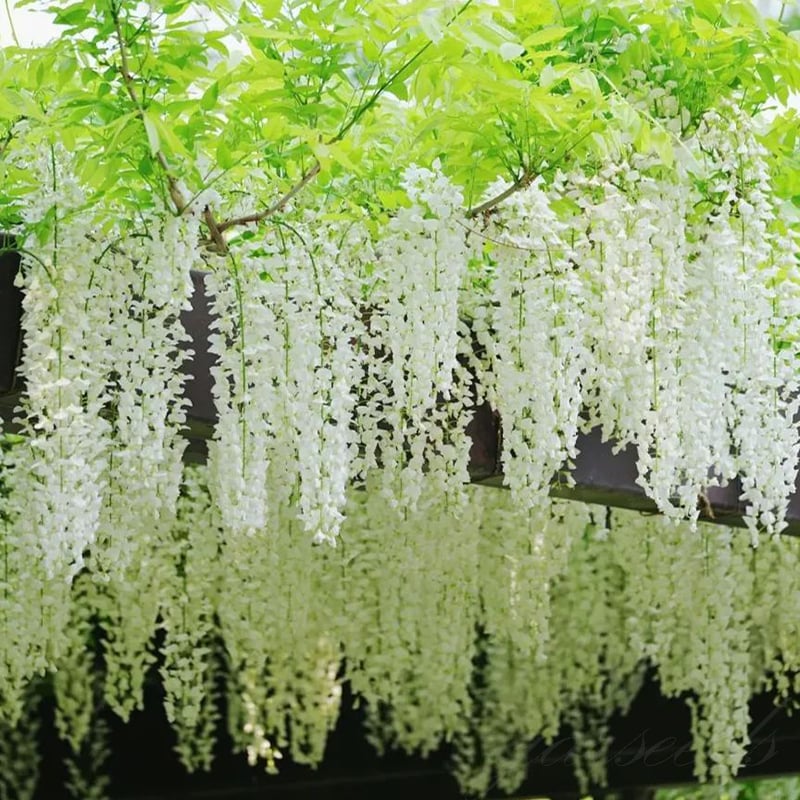 🌸WISTERIA - THE GARDEN’S CASCADING BEAUTY ALL YEAR ROUND