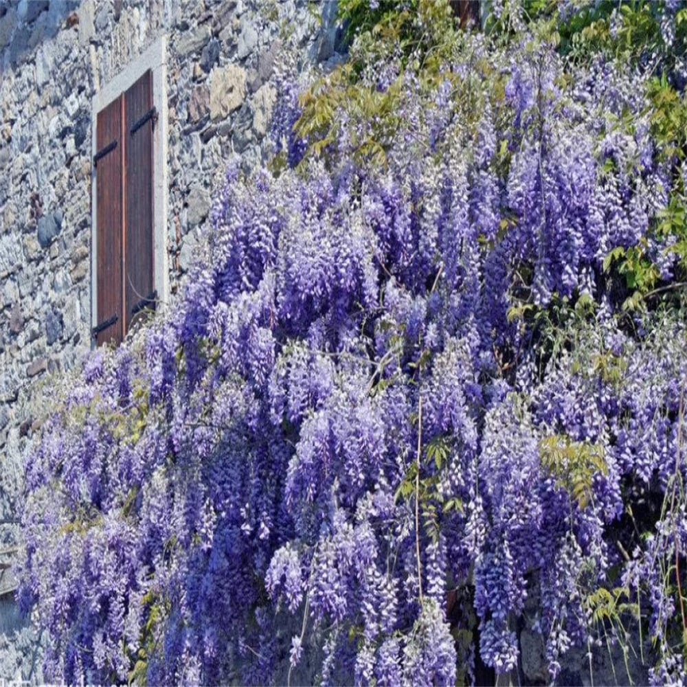 🌸WISTERIA - THE GARDEN’S CASCADING BEAUTY ALL YEAR ROUND
