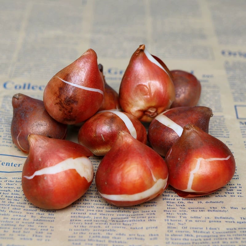 š„Hot saleš·Multi-color tulip bulbs