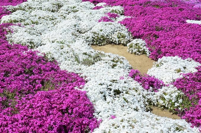🔥⏰Last Day 70%OFF - ✨Creeping Thyme seeds for four seasons🏡| Create your perfect lawn here🌼
