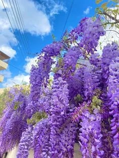 🌸WISTERIA - THE GARDEN’S CASCADING BEAUTY ALL YEAR ROUND