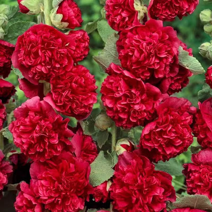 🏵Mixed Colored Hollyhock Seeds