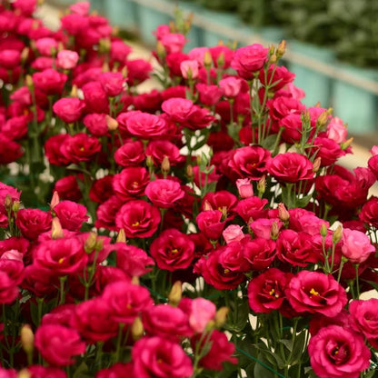 🌱 12 days germination🔥Eustoma Thornless Rose💐Lisanthus Seeds