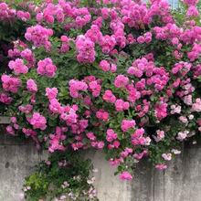 🔥Last Day 49% OFF🌺200pcs Climbing Rose Seeds | Free Fertilizer--Supplement nitrogen, phosphorus and potassium