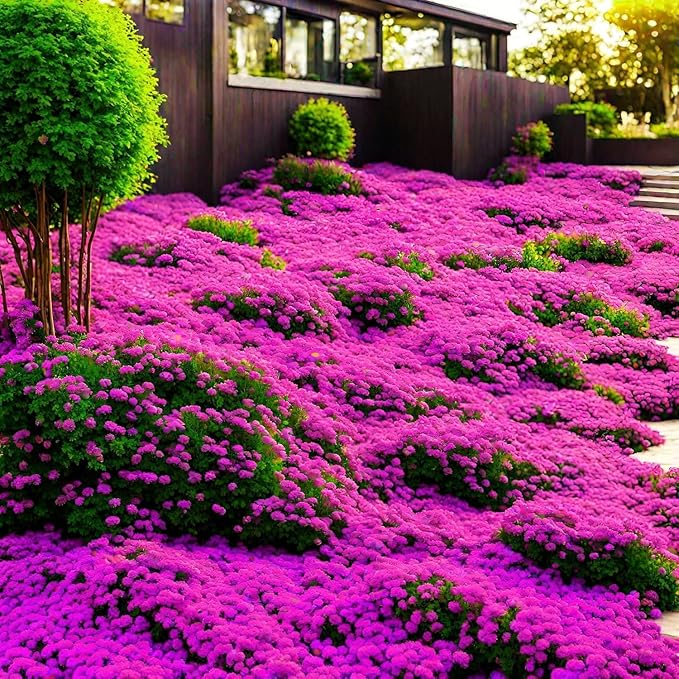 🔥⏰Last Day 70%OFF - ✨Creeping Thyme seeds for four seasons🏡| Create your perfect lawn here🌼