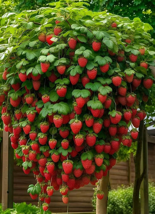 🔥LAST DAY 70% OFF - Giant Strawberry Seeds
