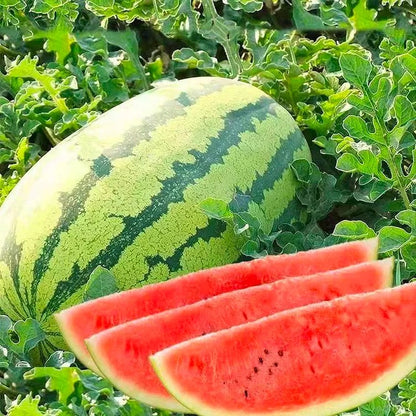 🔥Last day clearance🍉Lazy Man's Watermelon Seeds
