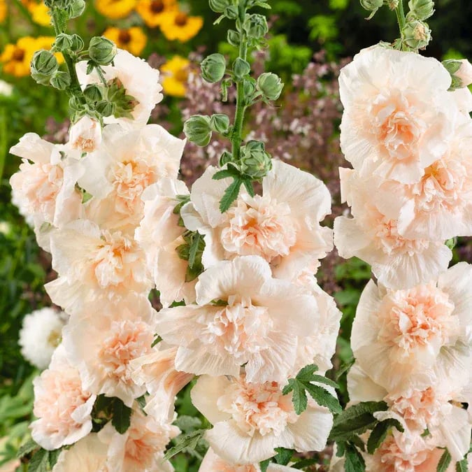 💐Double-flowered Hollyhock Seeds