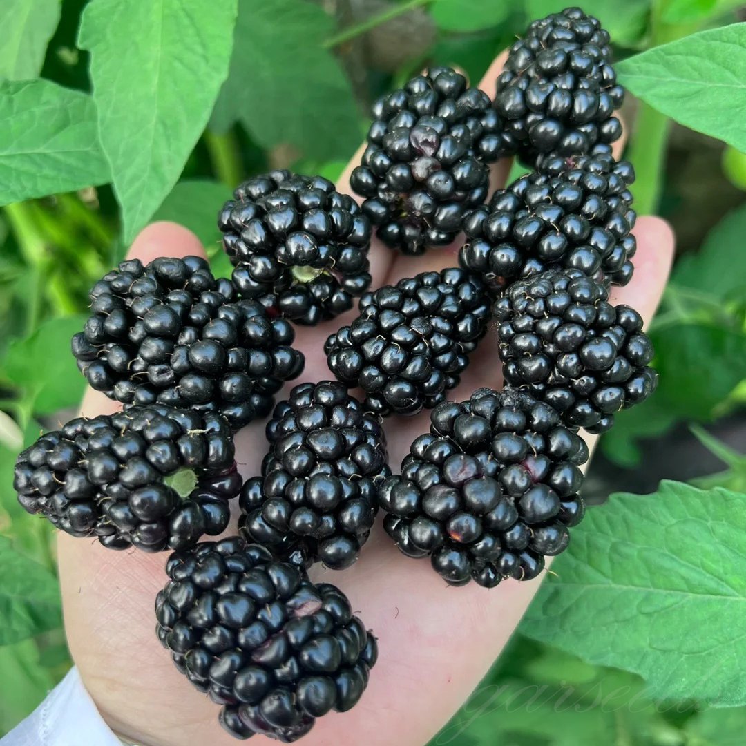 🔥LAST DAY PROMOTION 49% OFF - 🔥Sweet Giant Blackberry Seeds