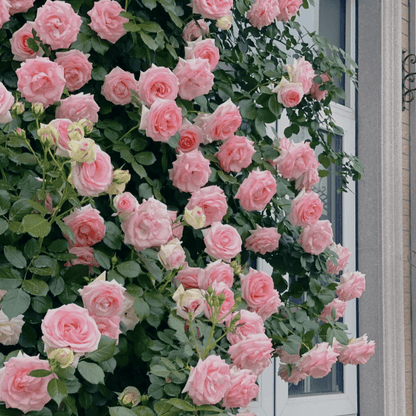🌺Climbing Rose Seeds | Free Fertilizer--Supplement nitrogen, phosphorus and potassium