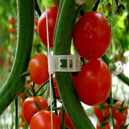 Tomato Clips, Plastic Trellis Clips