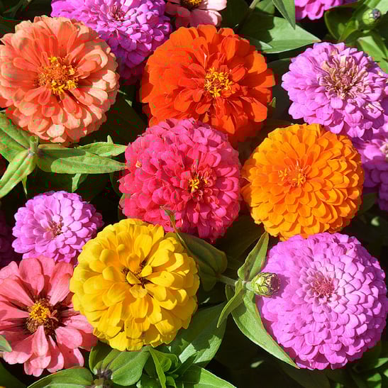 🔥Last Day Clearance🌺Double Zinnia Mixed Color Seeds
