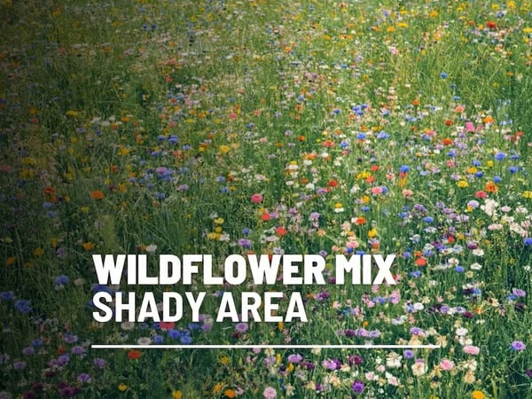 🔥Final Day Clearance Steals❗❗Wildflower Mix Assortment of Perennial Wildflowers - Perennial🌹