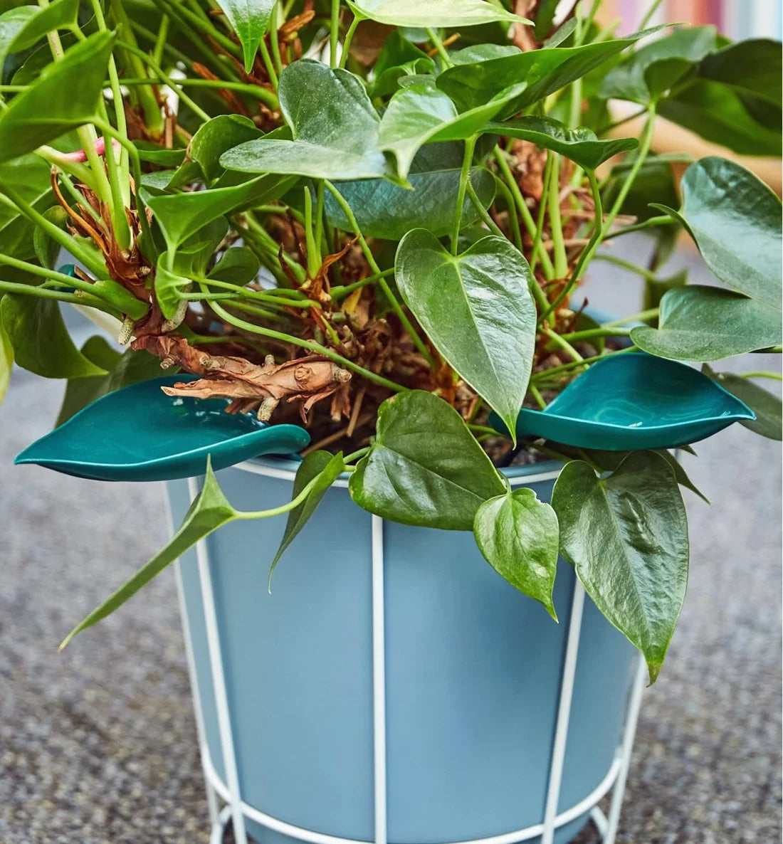🔥Summer Hot Sale🔥Watering Leaves