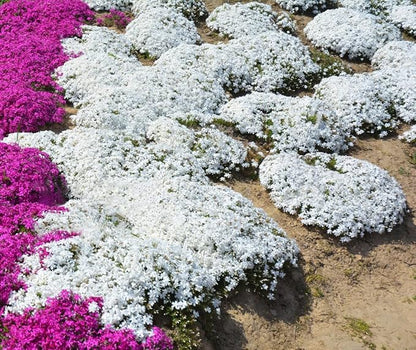 🔥⏰Last Day 70%OFF - ✨Creeping Thyme seeds for four seasons🏡| Create your perfect lawn here🌼