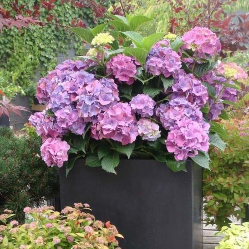 ✨Last day 49% OFF - Artificial hydrangea flowers for outdoors💐