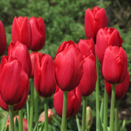 🔥Hot sale🌷Multi-color tulip bulbs