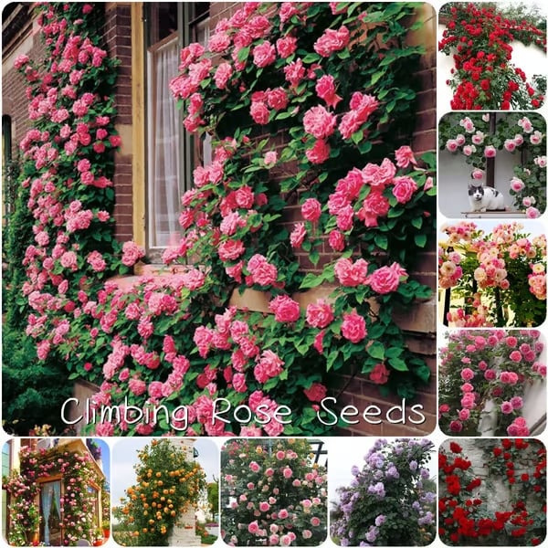 🔥Last Day 49% OFF🌺🌹Climbing Vine Rose Flower Seeds - Perennial🌹