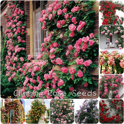 🔥Last Day 49% OFF🌺🌹Climbing Vine Rose Flower Seeds - Perennial🌹