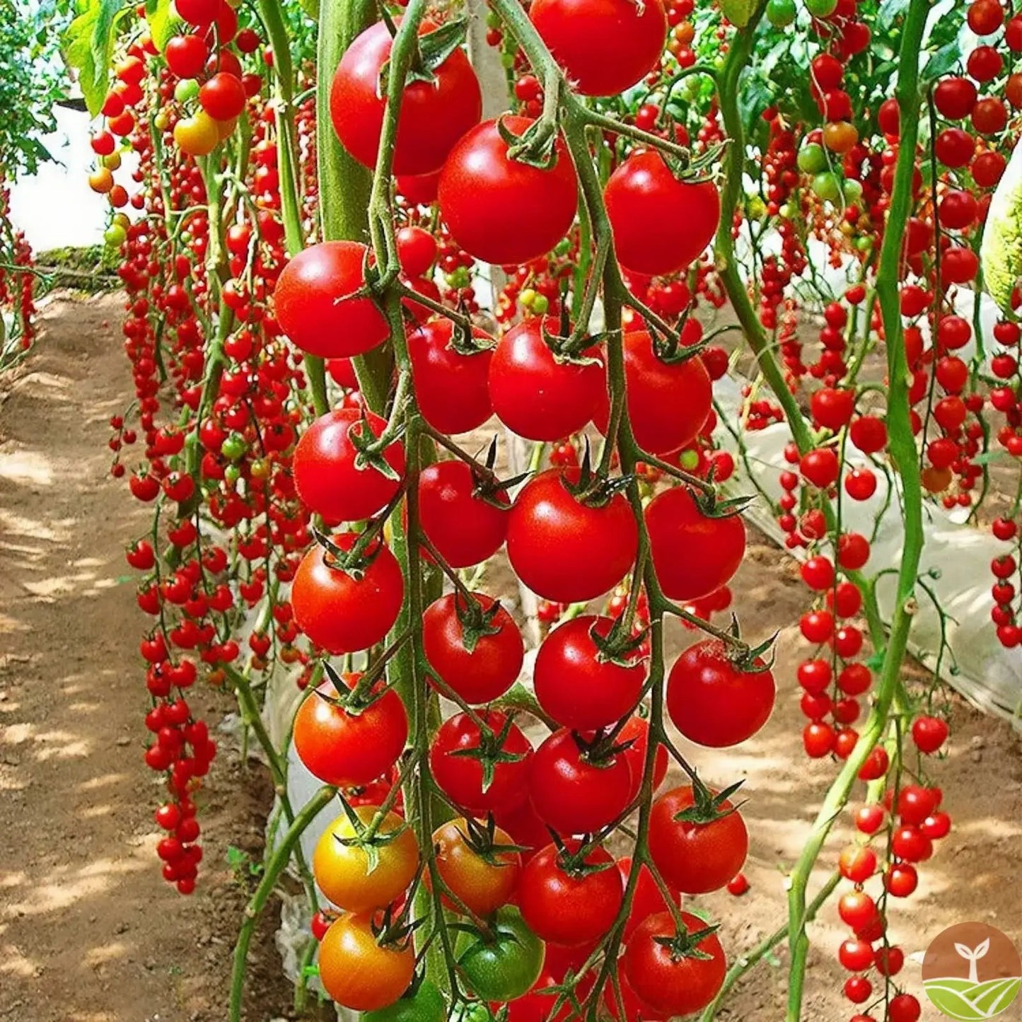 🎉Limited Time Offer 🍅Waterfall Tomato Seeds（High Yield）