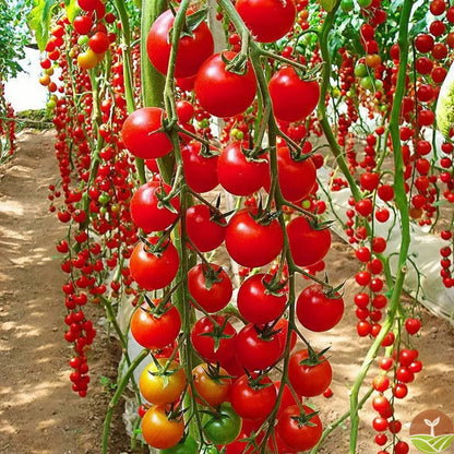 🎉Limited Time Offer 🍅Waterfall Tomato Seeds（High Yield）