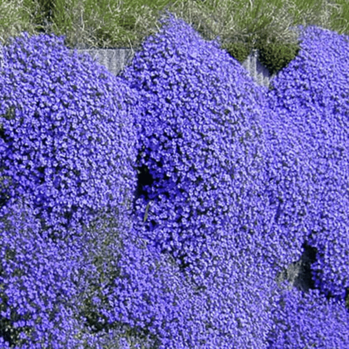 🔥⏰Last Day 70%OFF - ✨Creeping Thyme seeds for four seasons🏡| Create your perfect lawn here🌼
