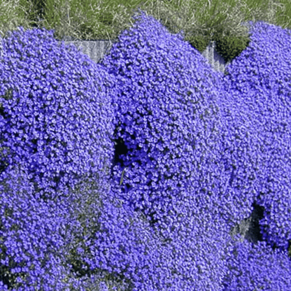 🔥⏰Last Day 70%OFF - ✨Creeping Thyme seeds for four seasons🏡| Create your perfect lawn here🌼