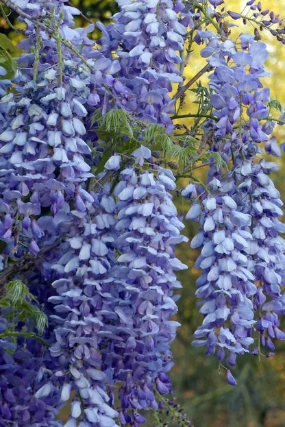 🌸WISTERIA - THE GARDEN’S CASCADING BEAUTY ALL YEAR ROUND