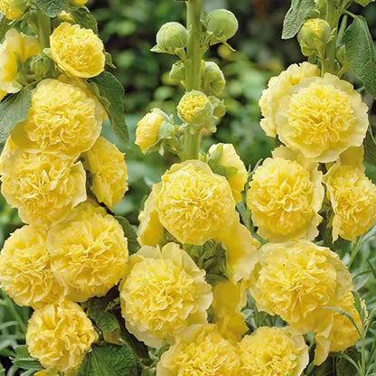 🏵Mixed Colored Hollyhock Seeds