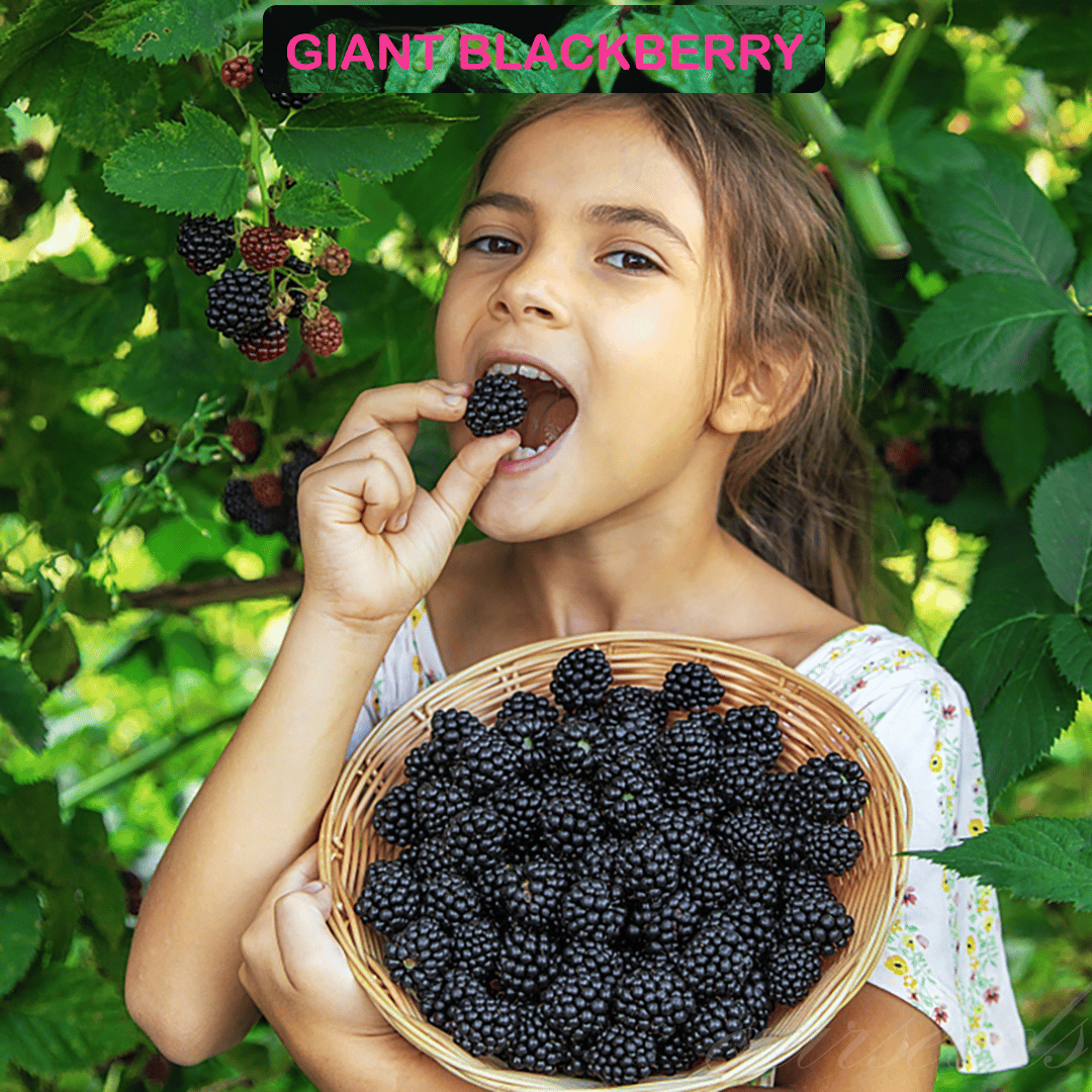 🔥LAST DAY PROMOTION 49% OFF - 🔥Sweet Giant Blackberry Seeds