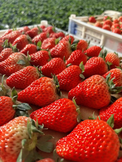 🔥LAST DAY 70% OFF - Giant Strawberry Seeds