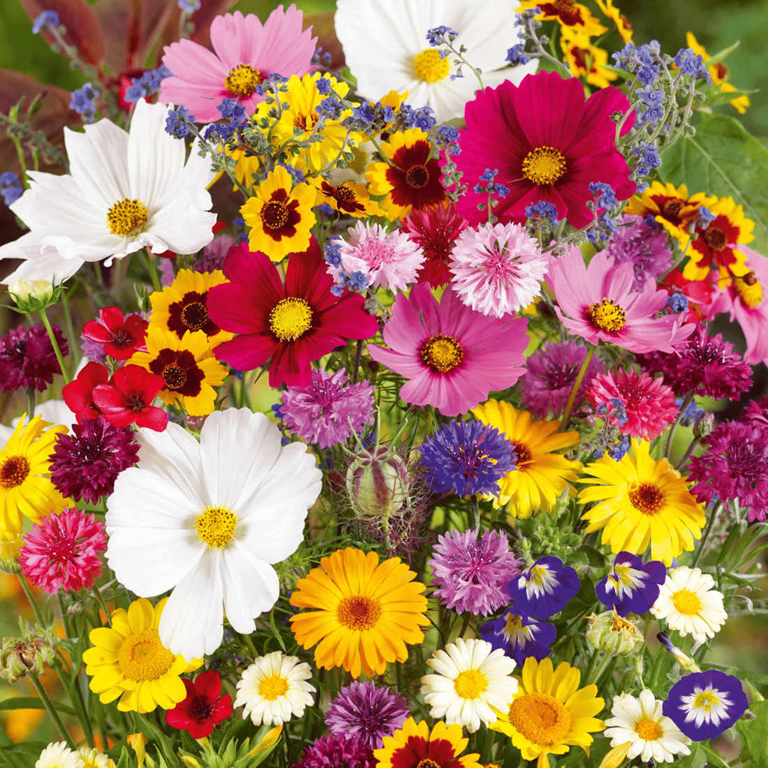 🔥Last day clearance💝Mixed Perennial Flowers Seeds-Over 50 kinds mixed