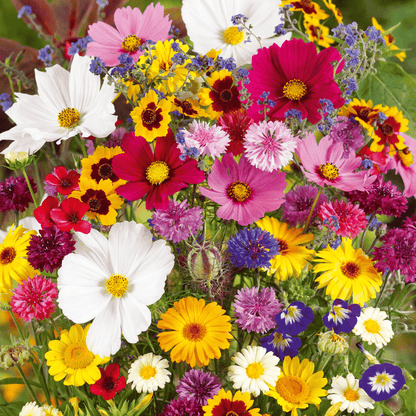 🔥Last day clearance💝Mixed Perennial Flowers Seeds-Over 50 kinds mixed