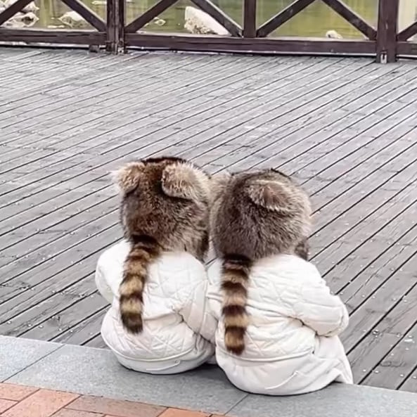 Winter Cute Plush Raccoon Hat