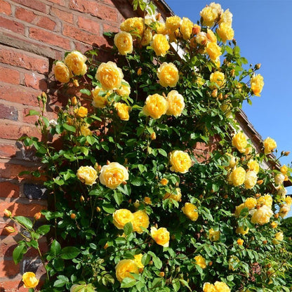 🔥Last Day 49% OFF🌺🌹Climbing Vine Rose Flower Seeds - Perennial🌹