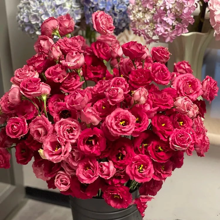 🌱 12 days germination🔥Eustoma Thornless Rose💐Lisanthus Seeds