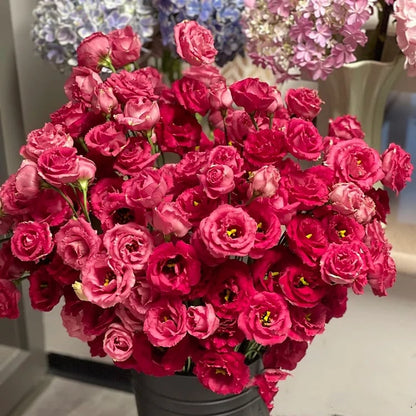 🌱 12 days germination🔥Eustoma Thornless Rose💐Lisanthus Seeds