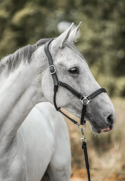 💥LAST DAY SALE 50% OFF💥- 🐎HORSEBRANDS Advent Calendar 2024