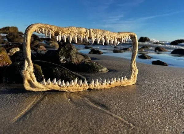 🤩Creature teeth license plate