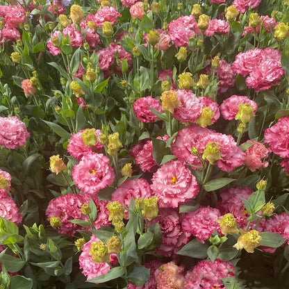 🌱 12 days germination🔥Eustoma Thornless Rose💐Lisanthus Seeds