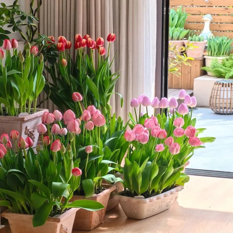 🔥Hot sale🌷Multi-color tulip bulbs