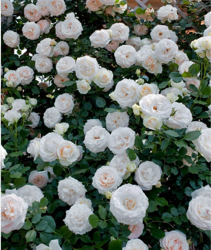 🔥Last Day 49% OFF🌺🌹Climbing Vine Rose Flower Seeds - Perennial🌹