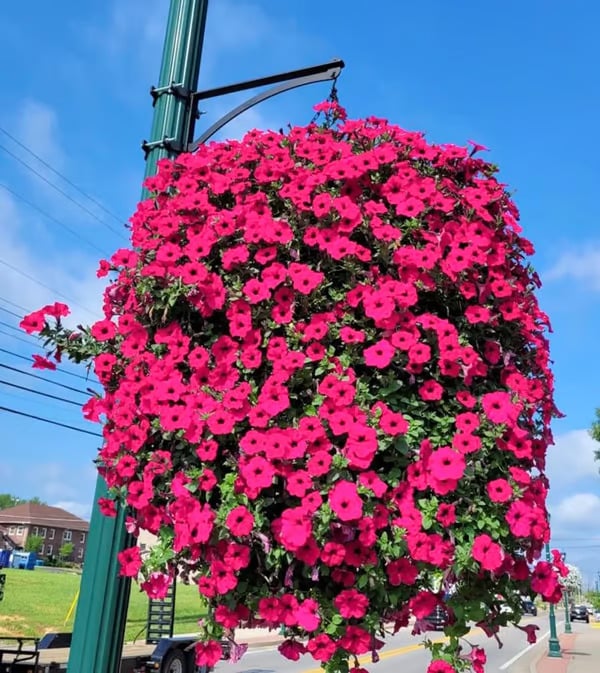 💖Last Day 49% OFF - UV Simulation Artificial Petunias