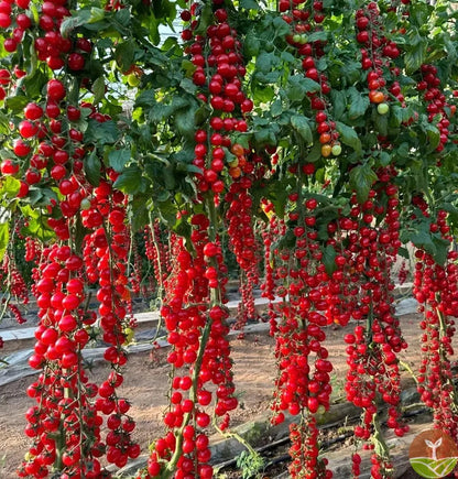 🎉Limited Time Offer 🍅Waterfall Tomato Seeds（High Yield）