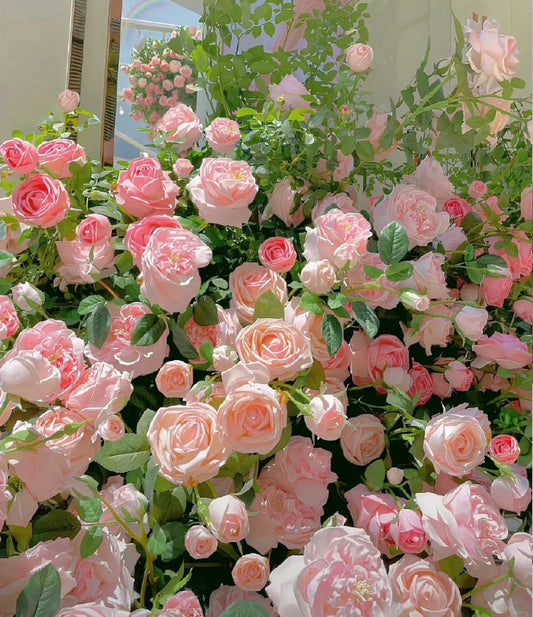 🔥2025 New Arrival 49% OFF🔥🌱Climbing Rose Seeds