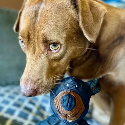 🔥 Last Day Sale Price | Original 2025 New Unbreaka-Bear For Heavy Chewers.